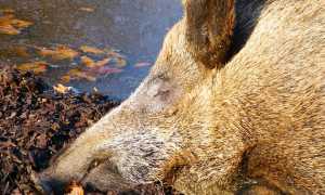 cinghiale morto