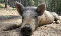 cinghiale muso