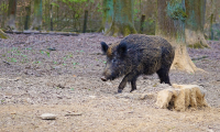 cinghiale nero bosco