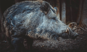 cinghiale scuro
