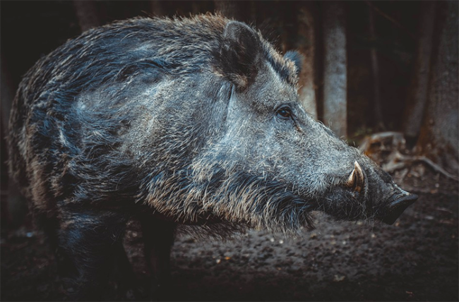 cinghiale scuro