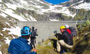 cingino stambecchi giapponesi