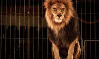 circo leone