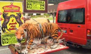 circo reclame pubblicita