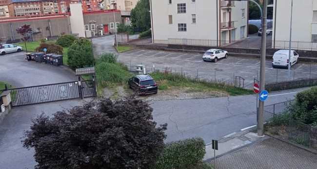 colonia felina