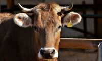 cow 3383624 640
