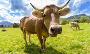 cow 759018 960 720
