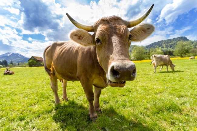cow 759018 960 720