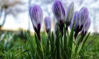 crocus 4008067 960 720