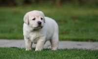 cucciolo labrador