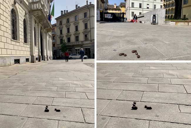 deiezioni cane cacca