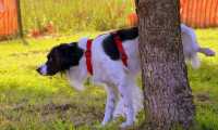 dog 1694209 640