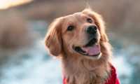 dog 5638780 640
