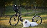 dog 5723355 640