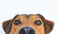 dog 838281 960 720