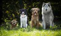dogs 4189517 640