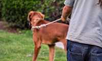 dogsitter
