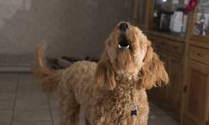 doodle barking 2965983 960 720