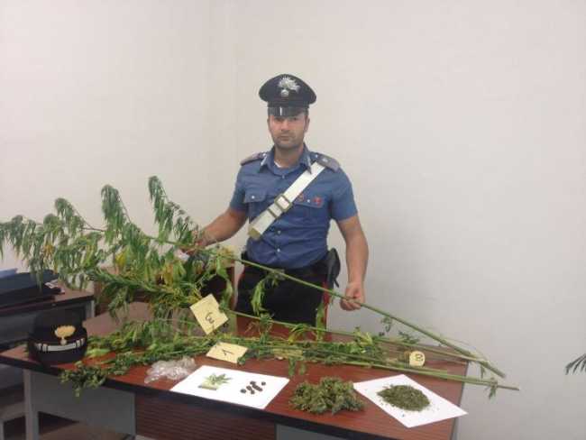 droga stresa piante cc