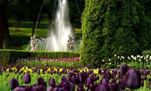 dsc02739 tulipani queen of night