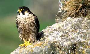 falco pellegrino copia