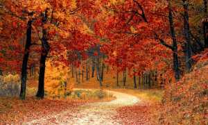 fall 1072821 960 720