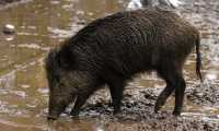 fango cinghiale