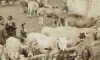fiera vacche antica