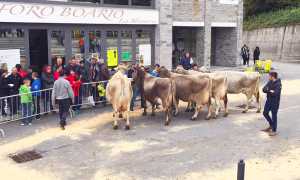 fiera vacche cordo foro 2015