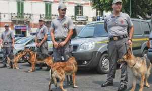 finanza unita cinofile cani