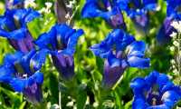 fiori genziana
