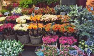 fiori