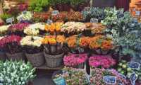 fiori