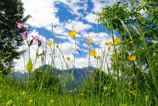 fiori prato montagne cielo