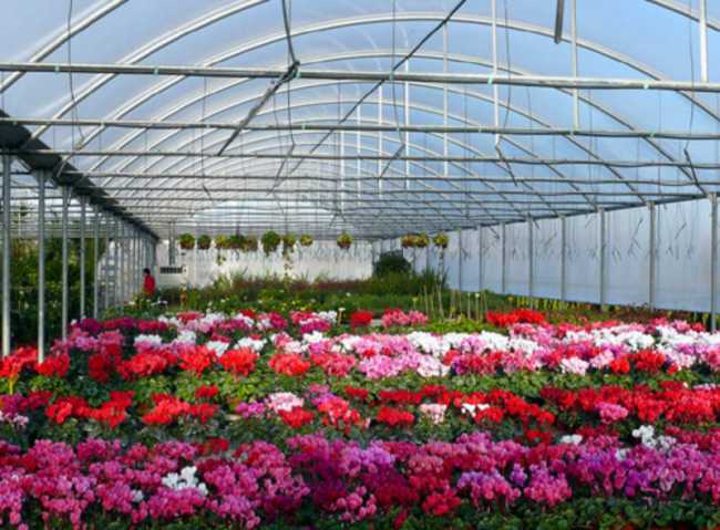 florovivaismo generica