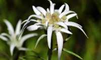 flower 2399639 640