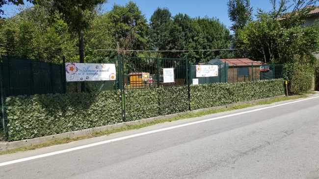 fondotoce cani due