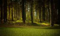 forest alberi