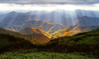 foresta alba vista