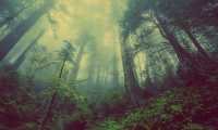 foresta