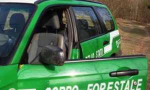 forestale generica