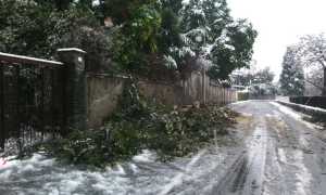 foto troubetzkoy pianta