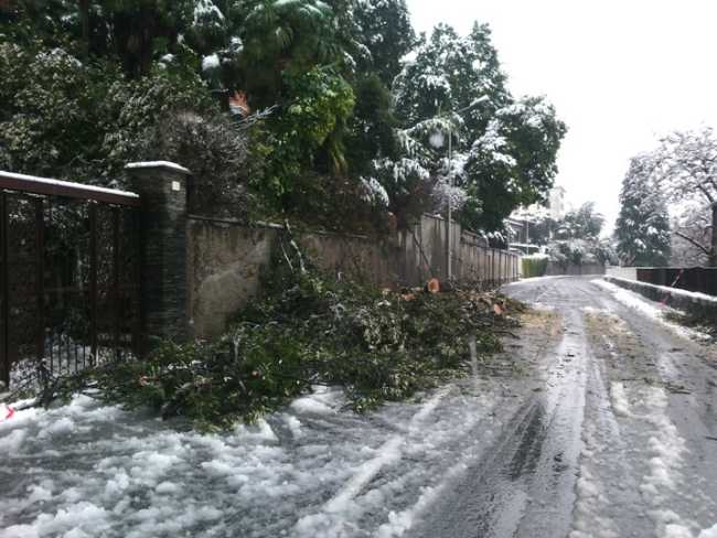 foto troubetzkoy pianta