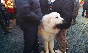 fripon cane mercatini vigezzo