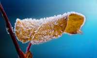 frosted 204921 640