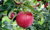fruit 2740499 640