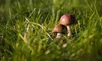 funghi2