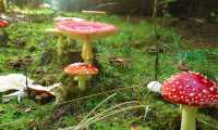 funghi bosco veleno