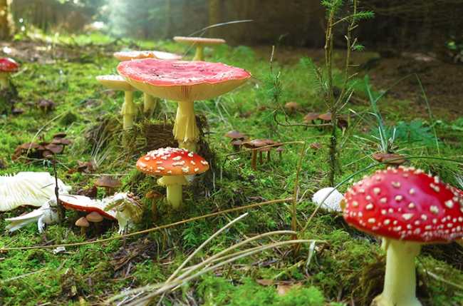 funghi bosco veleno