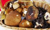 funghi cesto